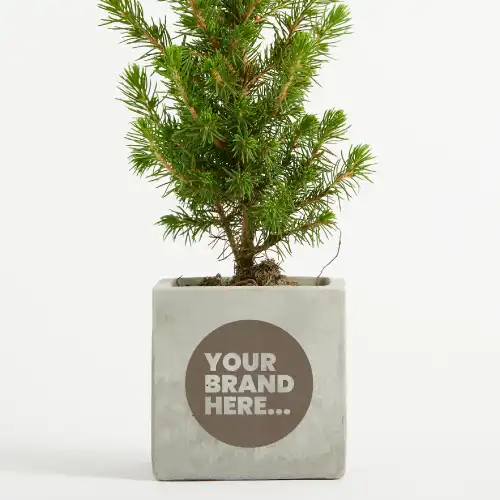 Christmas Tree in Marble Concrete Pot Engraved